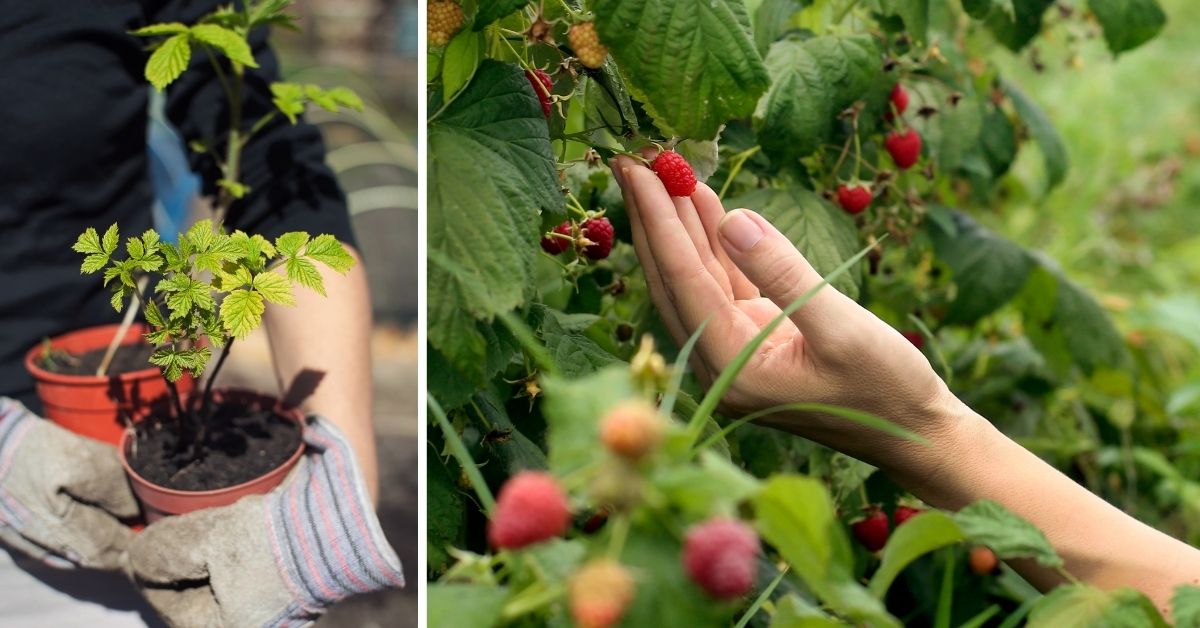  Sadzonki_malin_w_doniczkach__owocujacy_krzaczek_malin