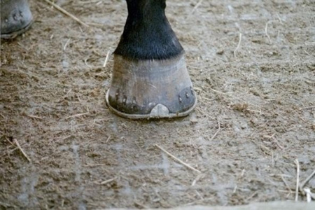 Kratka trawnikowa INOVGREEN IG30 50x50x3 cm