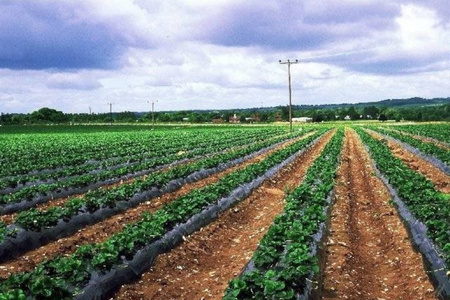 Agrotkanina 100g 1,1x100m POLSKI PRODUCENT