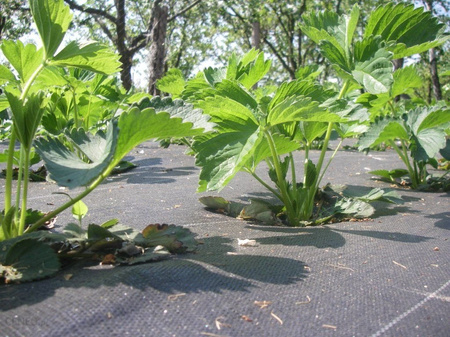 Agrotkanina 100g 0,8x1m POLSKI PRODUCENT