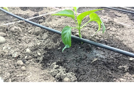 Zaślepka do linii kroplującej 16 mm - 100 szt.