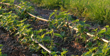 Linia kroplująca 16 mm 2l/h rozstaw 33 cm 100 mb