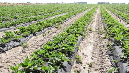 Agrowłóknina 50g 1,1x100m brąz UV POLSKA