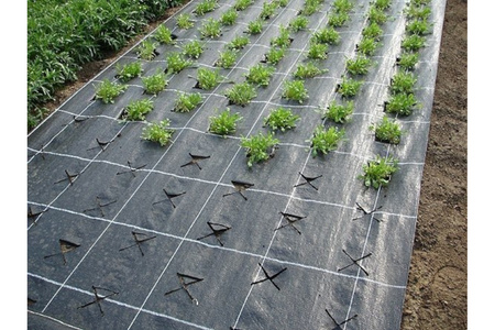 Agrotkanina 70g składana 0,8x1m UV Polska