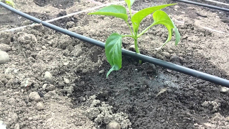 Linia kroplująca 16 mm 2l/h rozstaw 33 cm 100 mb