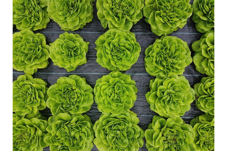 Agrotkanina 70g składana 0,8x100m UV Polska