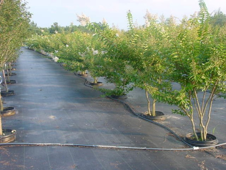 Agrotkanina 100g 0,8x1m POLSKI PRODUCENT