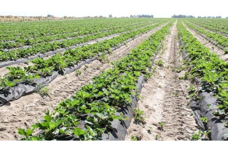 Agrowłóknina 50g 3,2x100m czarna UV