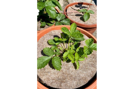 Dysk ochronny z owczej wełny 21 cm - 2 szt.