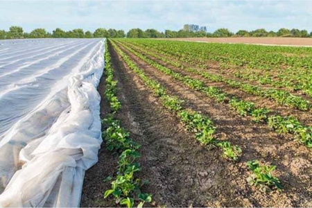 Agrowłóknina 50g 1,1x100m biała okryciowa UV