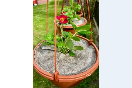 Dysk ochronny z owczej wełny 40 cm - 3 szt.