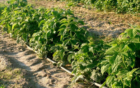 Linia kroplująca 16 mm 2l/h rozstaw 33 cm 100 mb