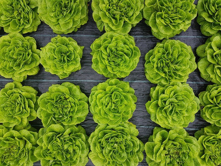 Agrotkanina 70g składana 0,8x20m czarna UV