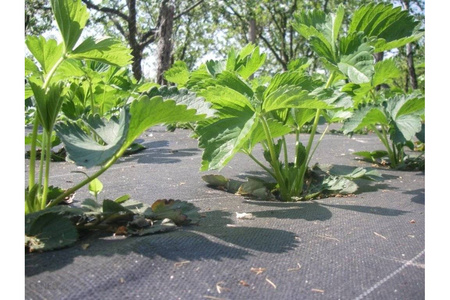 Agrotkanina 100g 1,6x1m POLSKI PRODUCENT